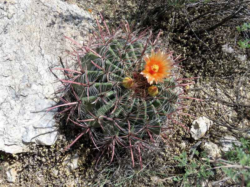 Fishhook Barrel Cactus.