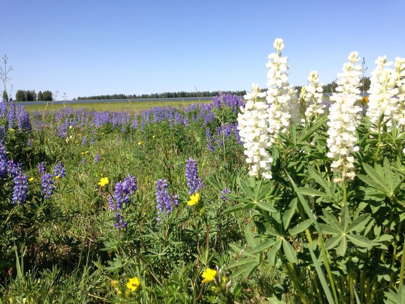 July Wildflowers on Deep Creek Trail