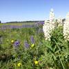 July Wildflowers on Deep Creek Trail