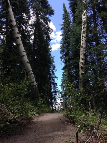 2 huge aspen trees!