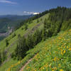 Mount Saint Helens from the Tie Trail