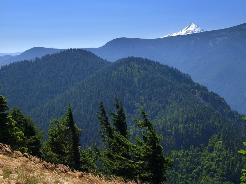 Mount Hood from the Augspurger Trail