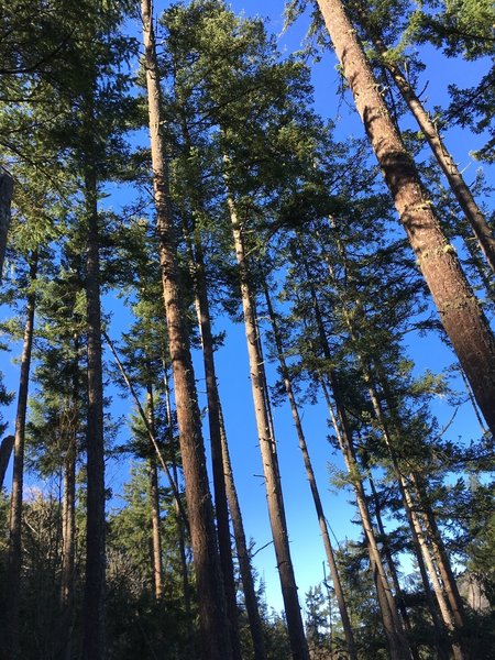 This trail has no shortage of these towering giants.