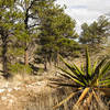 Forest on Guadalupe Mountains National Park, Guadalupe Peak Trail.