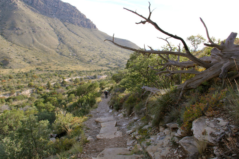 0.25 miles after beginning the Guadalupe Peak Trail.