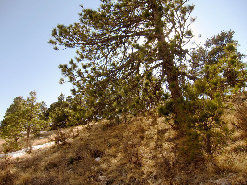 Forest on Guadalupe Mountains National Park, Guadalupe Peak Trail.