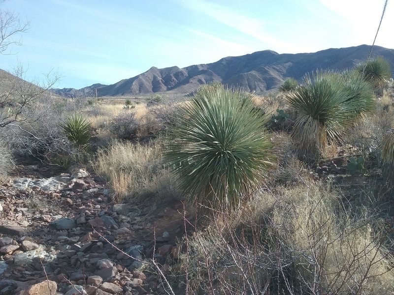 Start of the trail looking NE.