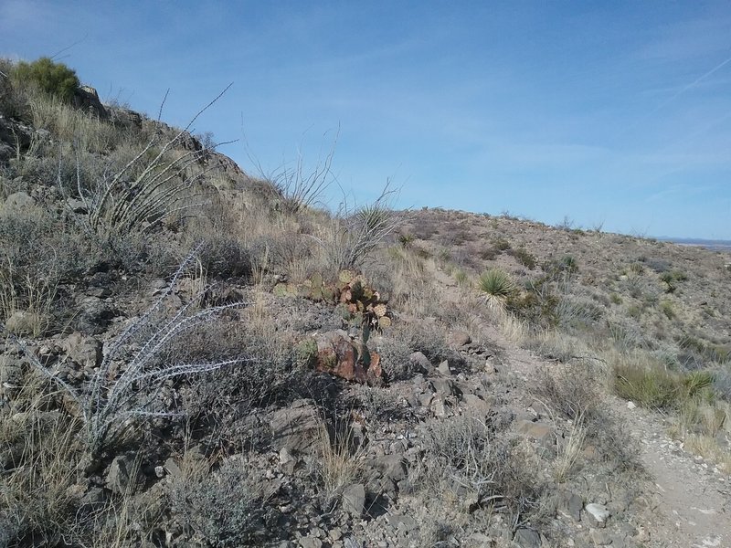 Looking NW on the trail.