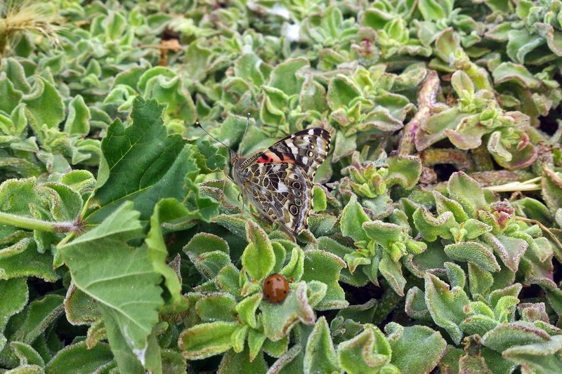 Vanessa cardui, Anacapa, 2015.03.15.