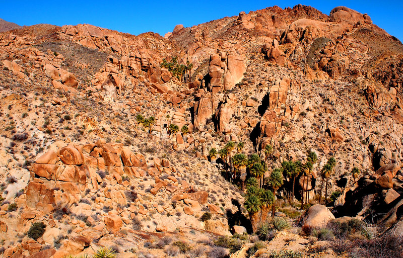 Looking down on Lost Palms Oasis from above.