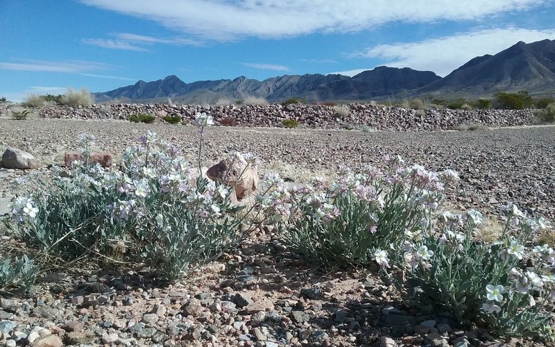 Bicolor mustard blooming along the road.