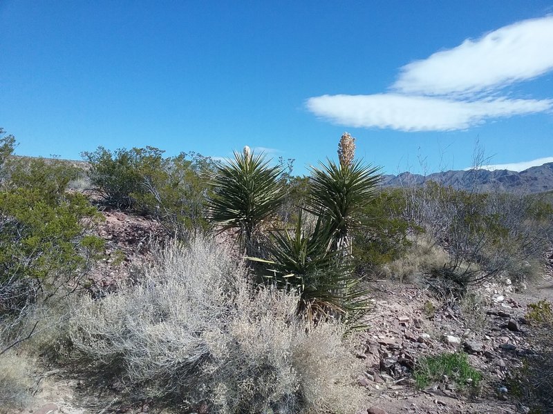 Banana yucca starting to bloom and view of the Franklin Mountains.