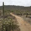 Chuckwalla Trail looking northeast