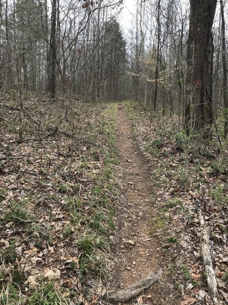 Steepest trail on Jones Creek Loop