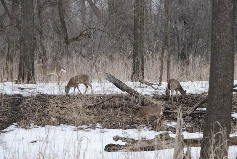 Group of Deer at Fort Snelling