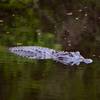 This alligator is a common site at this little pond.