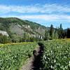 Card Canyon Yellow Flower Field