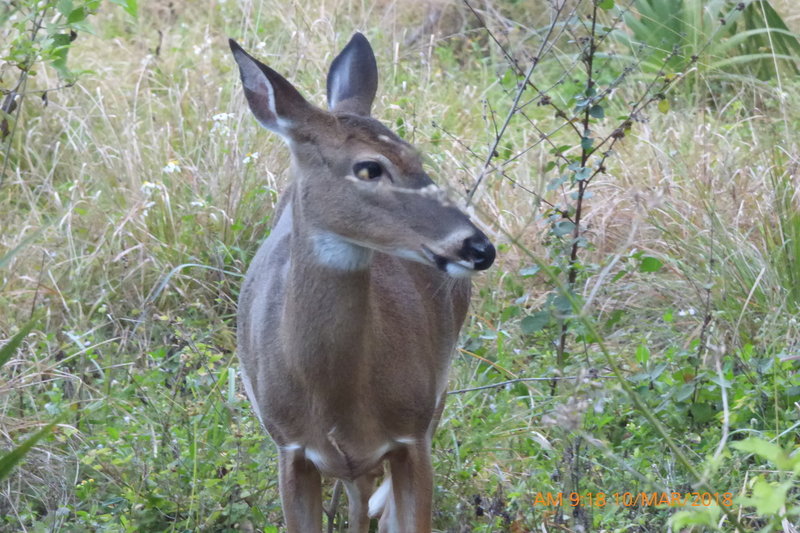 Deer are common here.