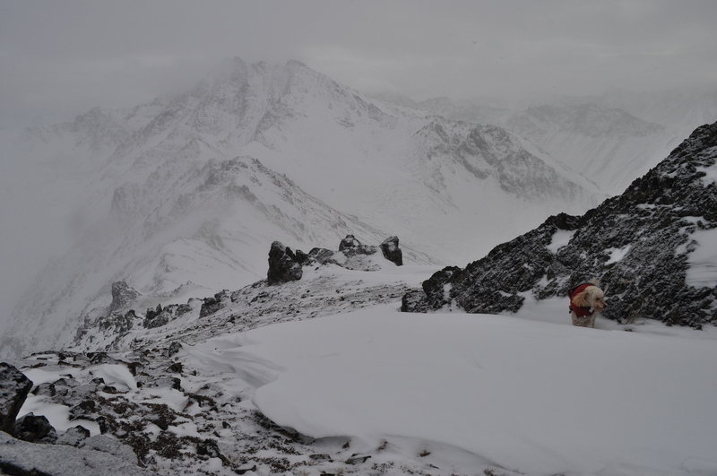 One hardcore mini-poodle. Knoya Peak, Alaska.