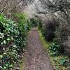 Looking up Bluff Trail