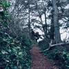 Bluff Trail, as you can see it is heavily forested.