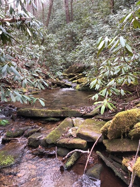 Rhododendrons along Hickory Branch