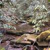 Rhododendrons along Hickory Branch