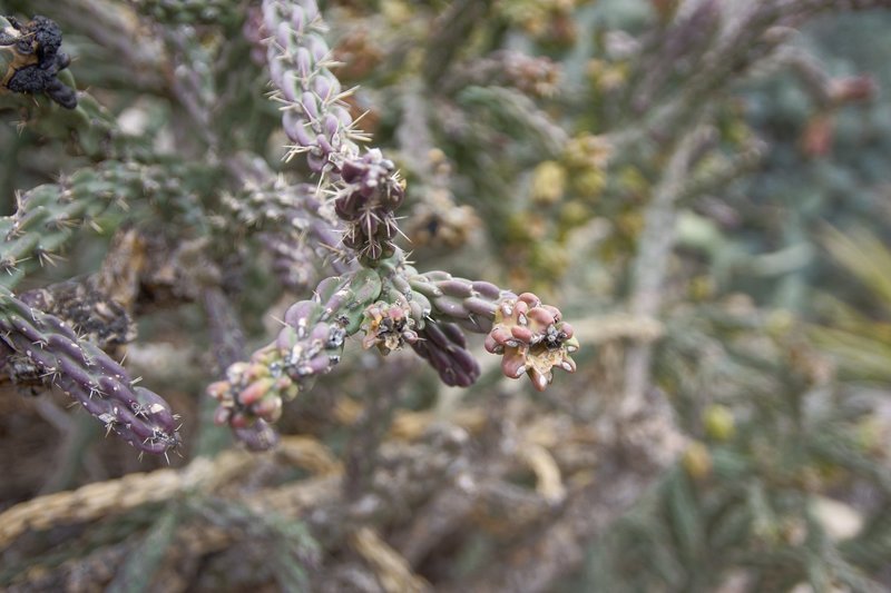 Cane cholla (cylindopuntia imbricata).