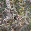 Cane cholla (cylindopuntia imbricata).