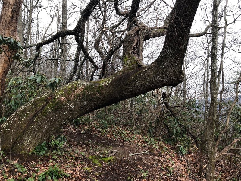 One of the large old growth trees you'll find along the Leadmine Gap Trail.