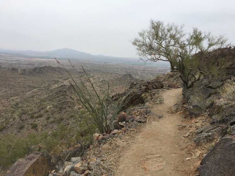 Trees and cacti give this trail some character