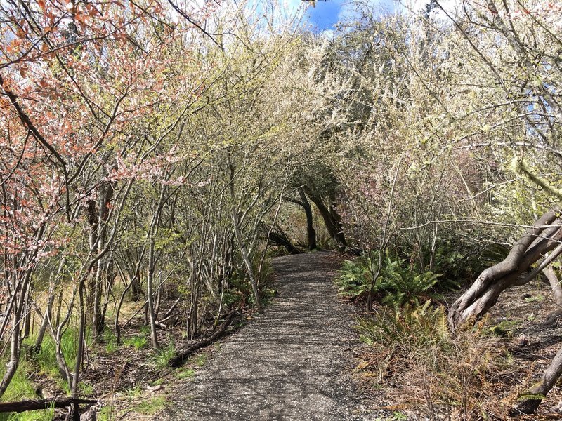 Blooming cherry blossoms from the Blakely Harbor Interpretive Trail