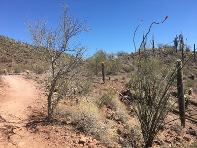 The desert landscape along Pipe Canyon