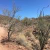 The desert landscape along Pipe Canyon