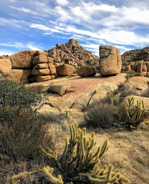 Lovely cactus along the trail