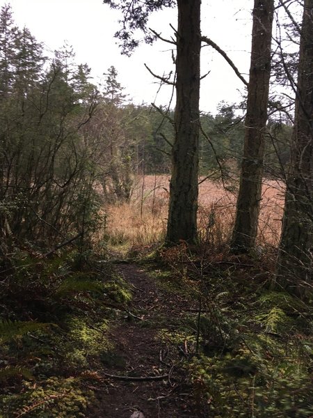 Looking towards the swampland that is to the right of the trail.