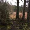 Looking towards the swampland that is to the right of the trail.