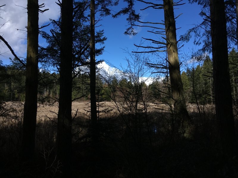 Looking at the marsh.