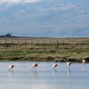 Chilean Flamingos