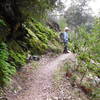 Ferns and mosses along Bear Canyon Trail