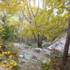 Maple in fall along Gabrielino Trail above Switzer Falls