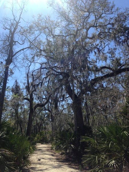 Short dirt trail to overlook.