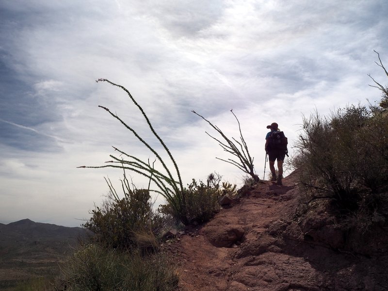 Along the Elephant Mountain Trail