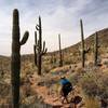 Through the saguaros on the Elephant Mountain Trail