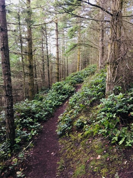 Pigeon Ridge Trail.