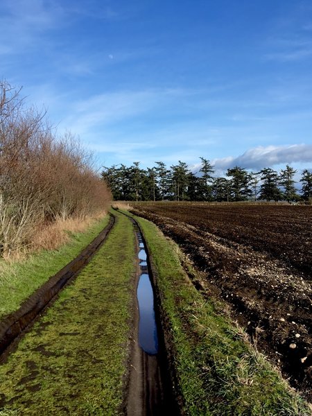 The trail as it follows the edge of the fields.