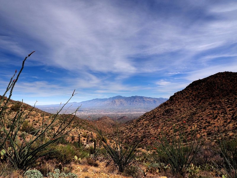 Mount Lemmon from the Sweetwater Trail