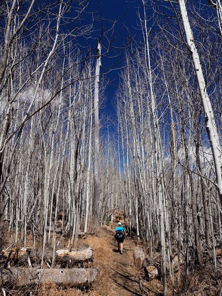 Through the aspens on the Aspen Trail