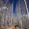 Through the aspens on the Aspen Trail