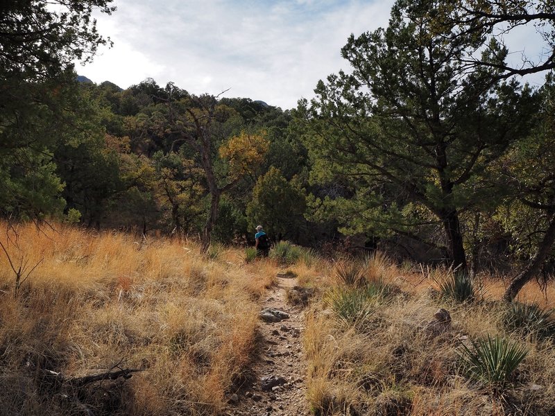 Along the Bog Springs Trail